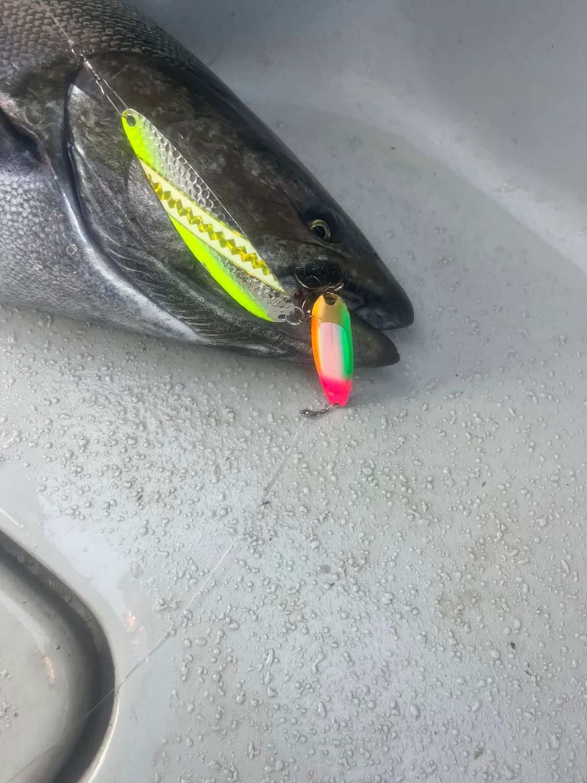 A freshly caught fish on the deck of the charter boat with lures nearby