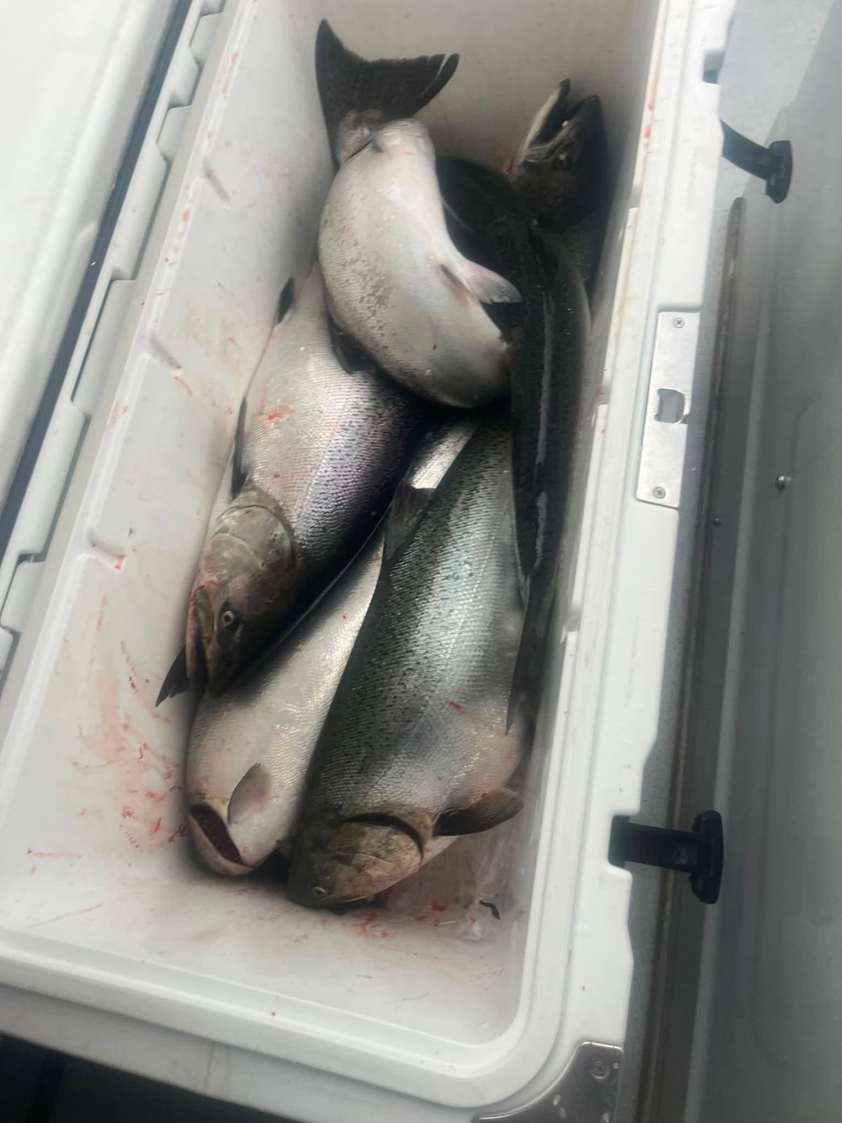 Fresh catch of lake fish stored in a cooler on the boat