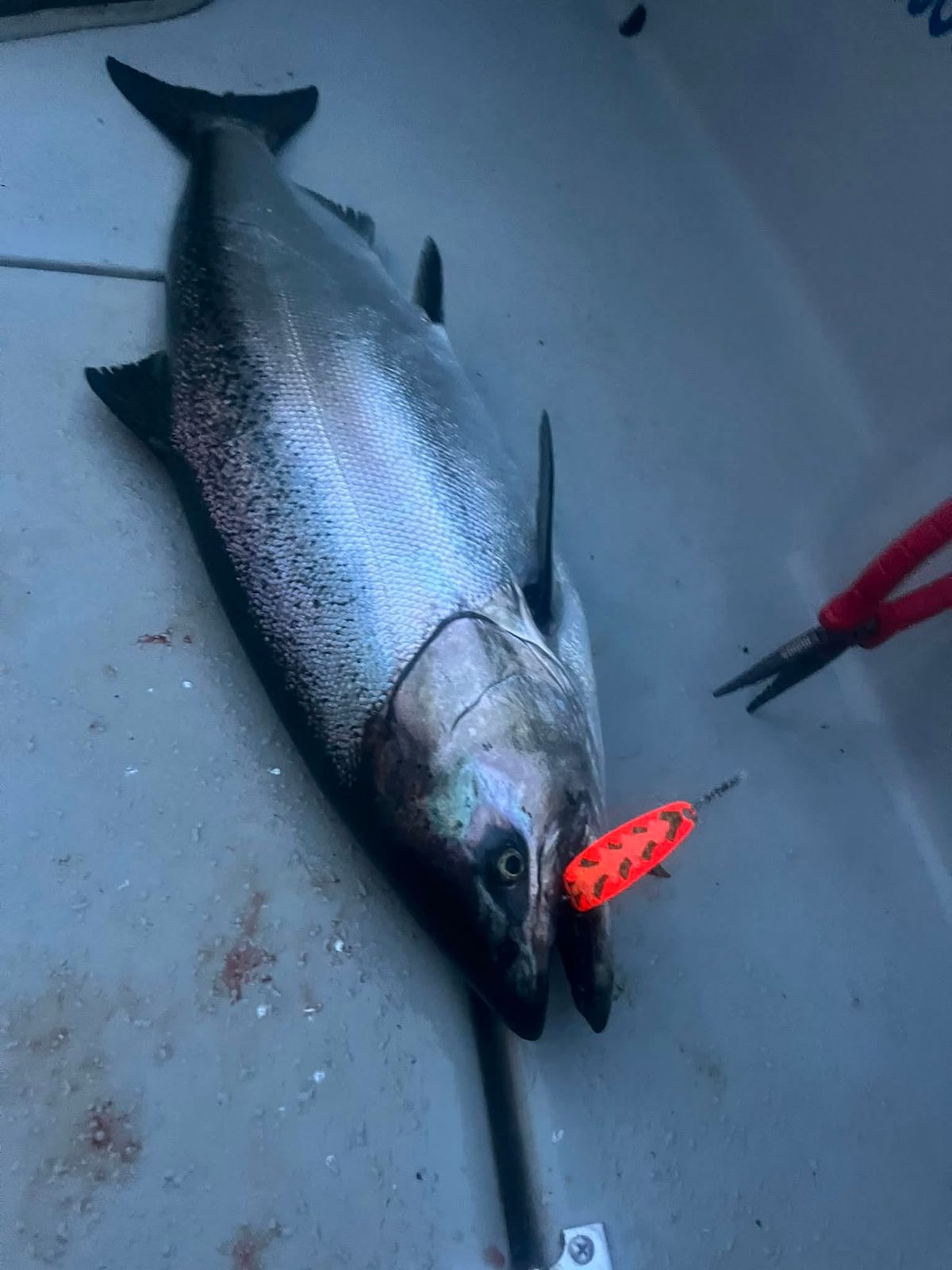 A freshly caught salmon on the deck of the charter boat