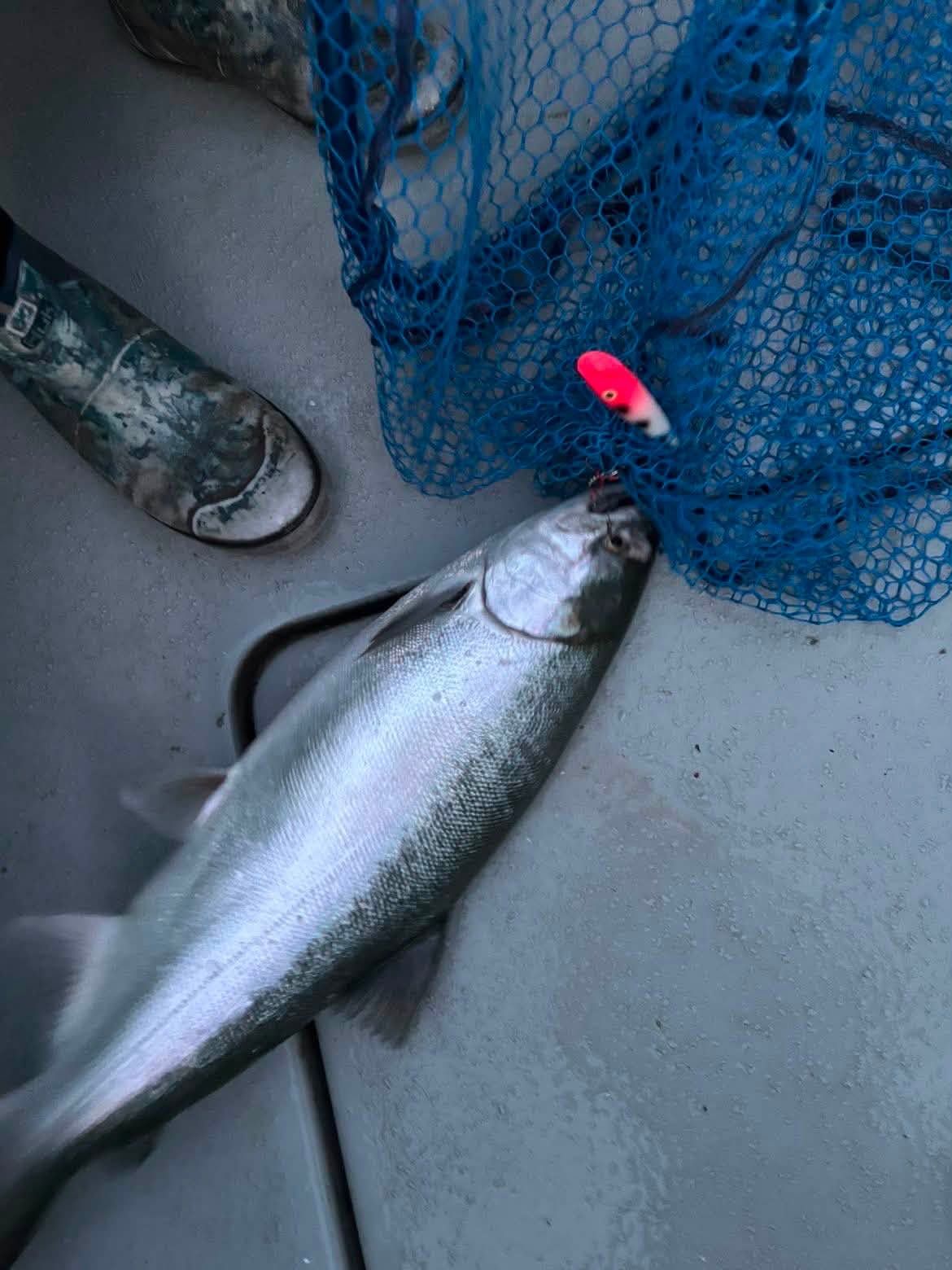 A freshly caught silver fish on the boat deck beside blue nets and a pink lure