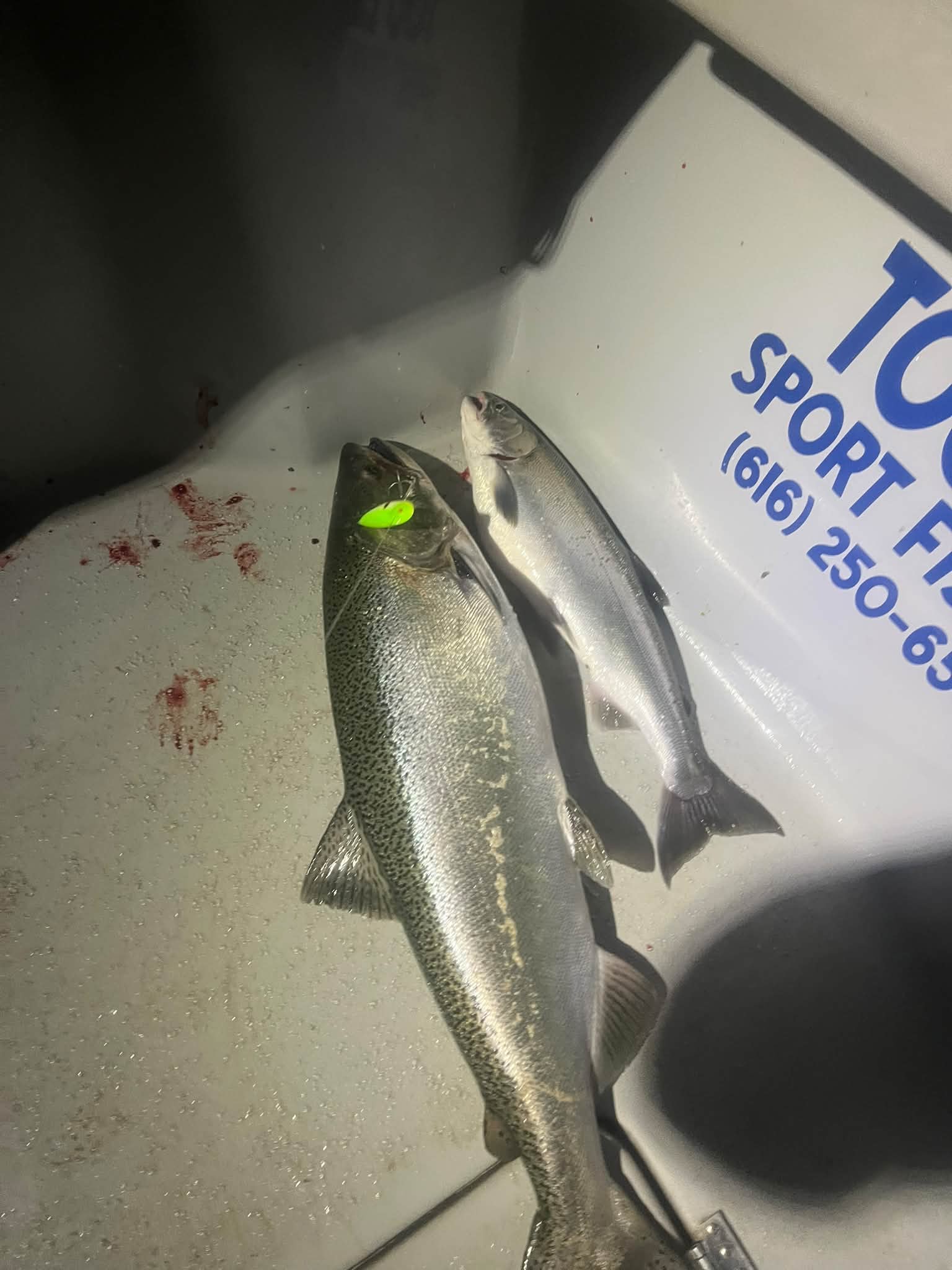 Freshly caught fish with a bright green lure in its mouth, displayed in a white Too Ez Sportfishing cooler.