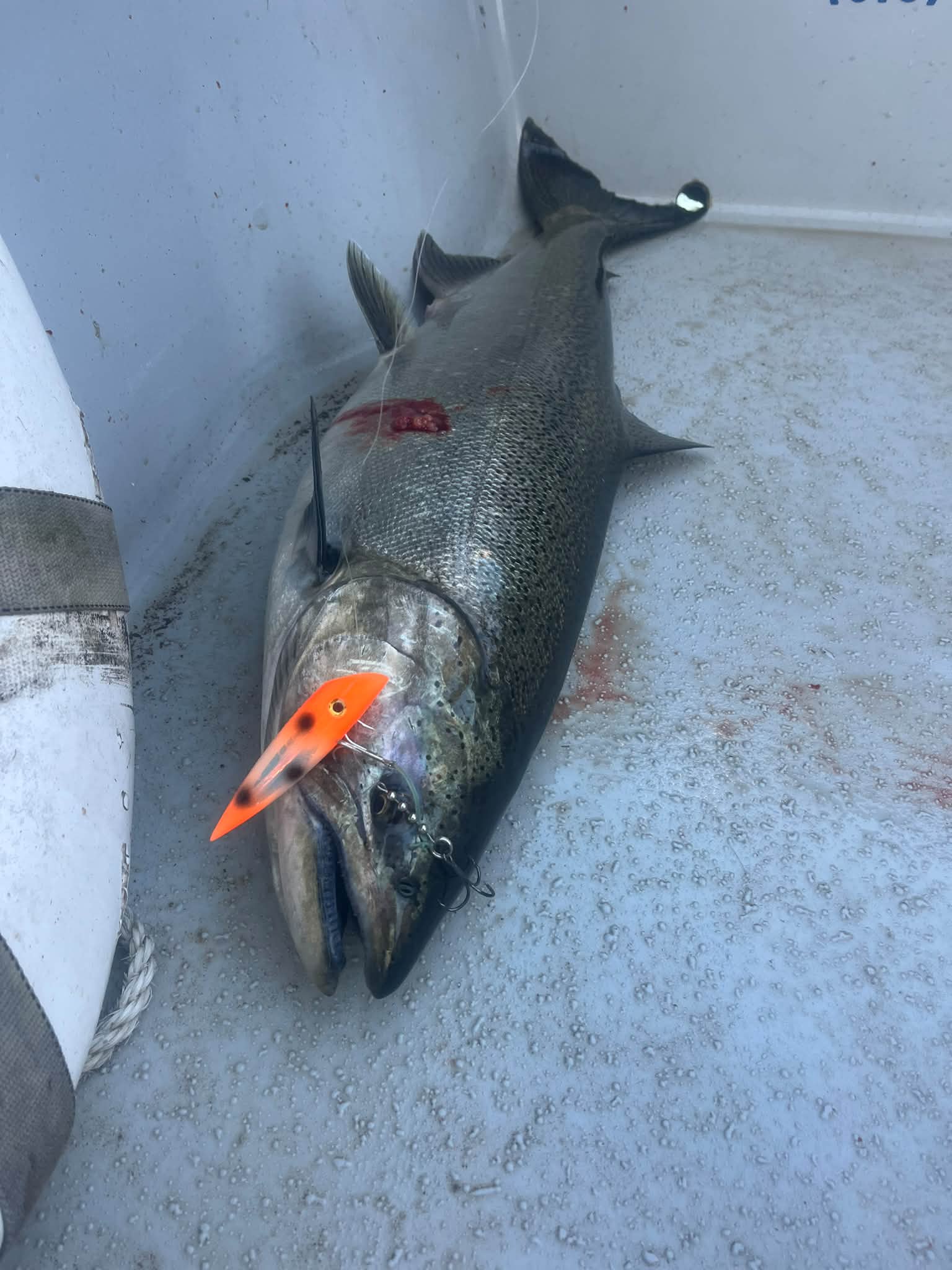 A freshly caught fish with an orange lure in its mouth, displayed on the deck of a fishing charter boat.