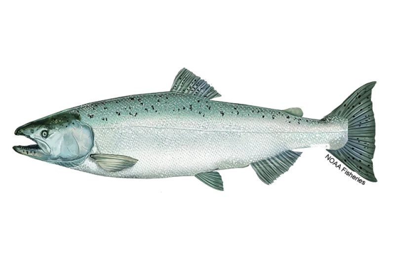 Illustration of a Chinook (king) salmon in profile