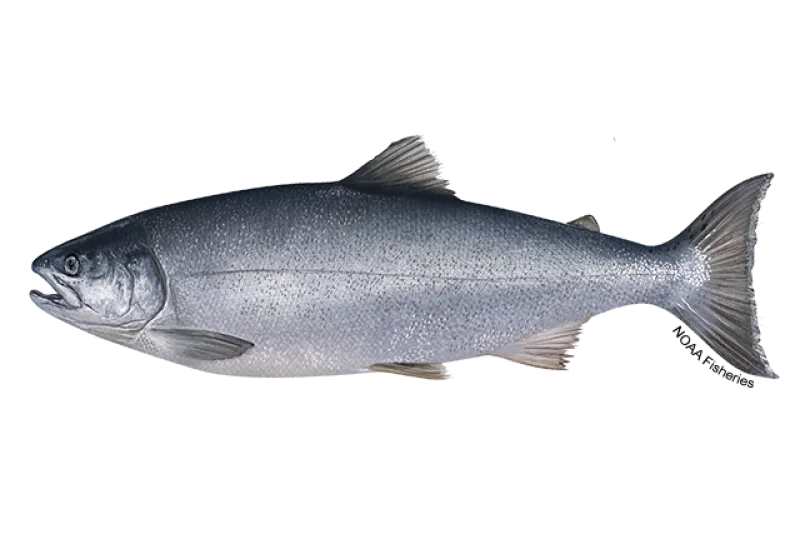 Illustration of a Coho salmon in profile