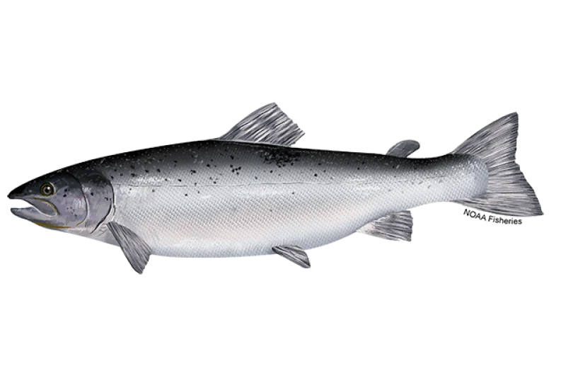 Illustration of an Atlantic salmon in profile