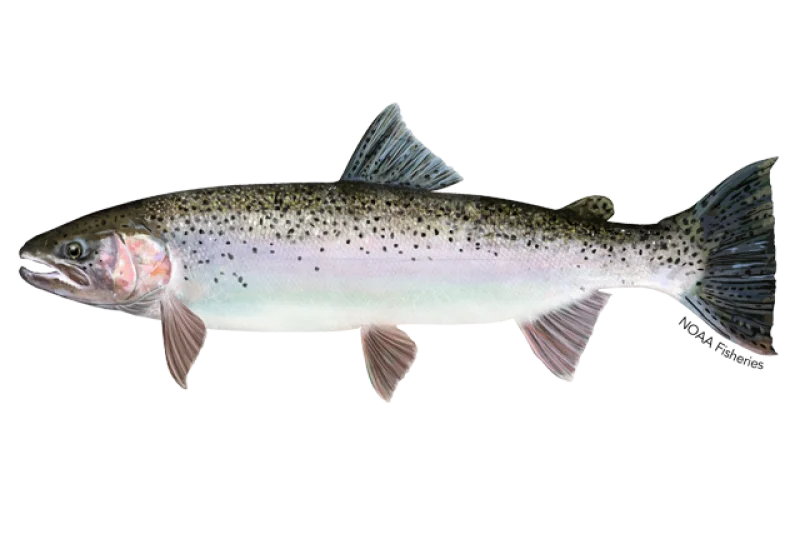 Illustration of a steelhead in profile
