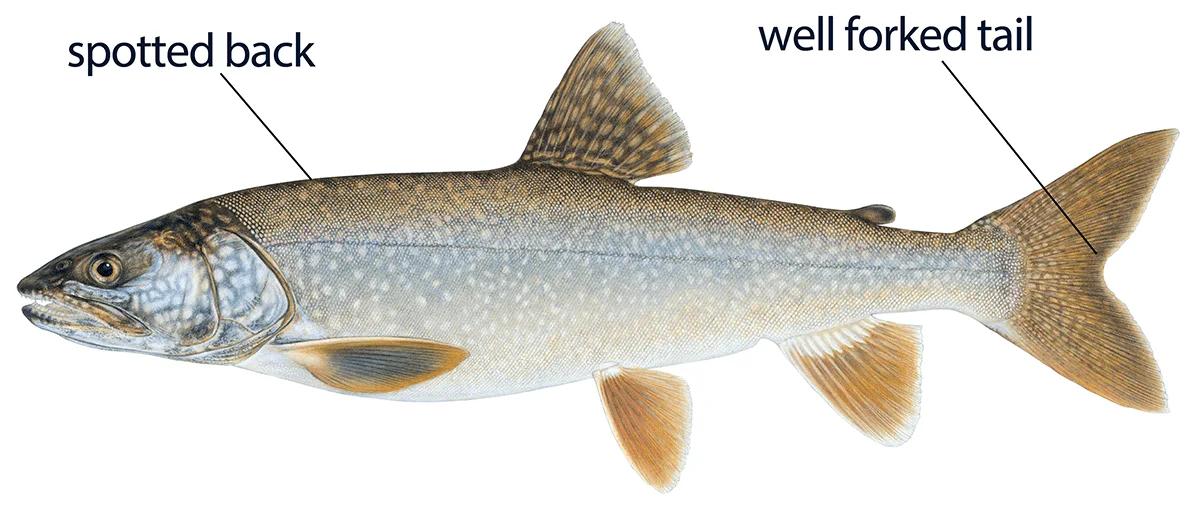 Illustration of a lake trout in profile, showing its spotted back and well-forked tail