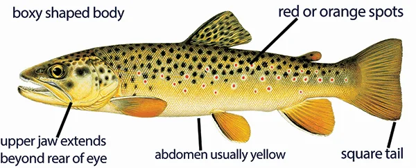 Illustration of a brown trout in profile, showing its boxy shaped body and red or orange spots